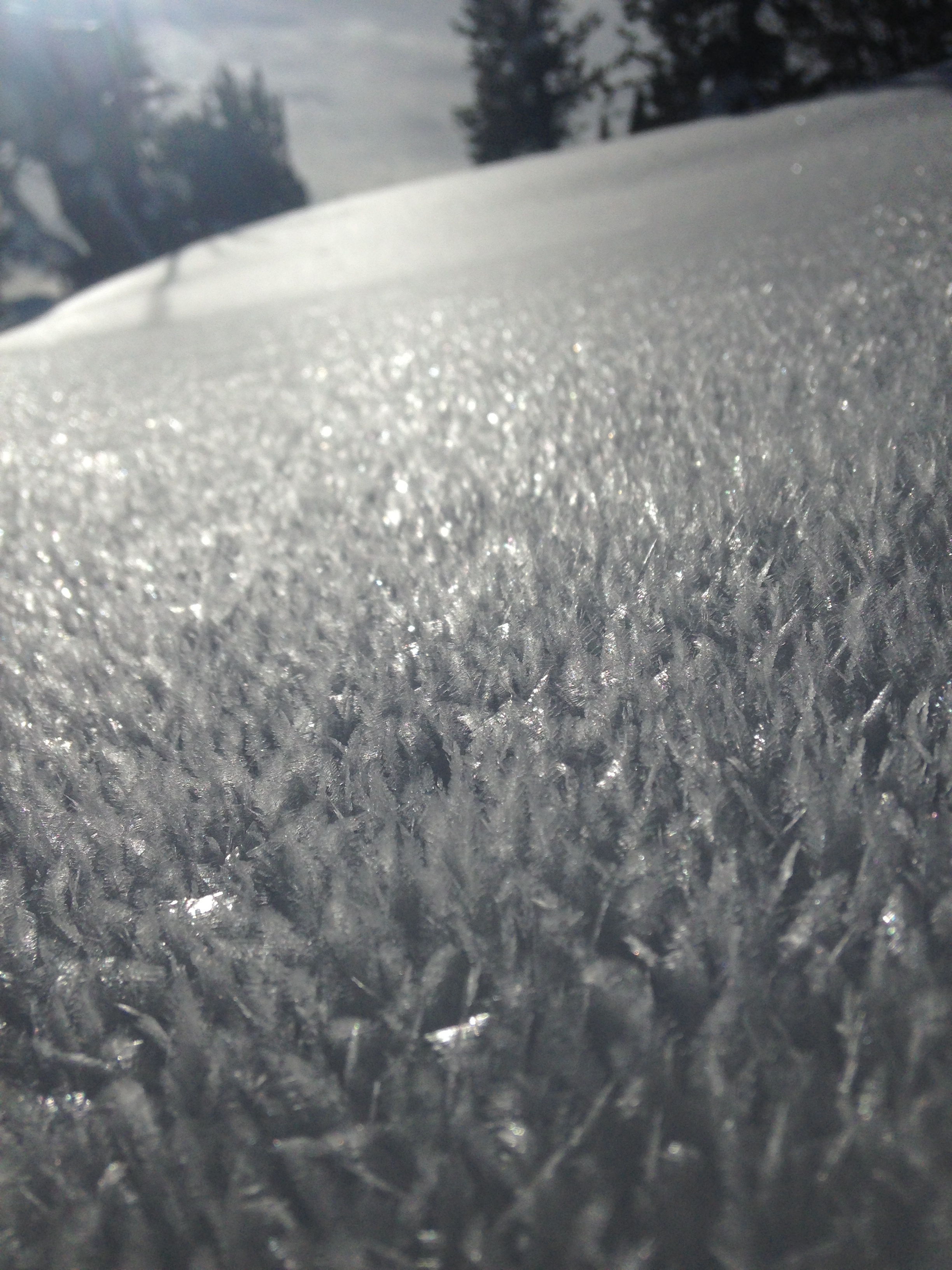 Surface Hoar in Cooke City - 2/12/16 Surface Hoar in Cooke City - 2/12/16